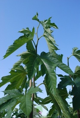 morus-alba-fruitless- (1).jpg (79.15 KiB) Osservato 950 volte morus-alba-fruitless- (1).jpg