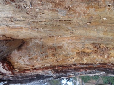 DSC00612.JPG (146.31 KiB) Osservato 1376 volte DSC00612.JPG