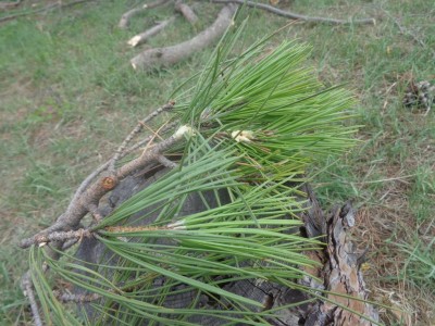 DSC00599.JPG (140.69 KiB) Osservato 1374 volte DSC00599.JPG