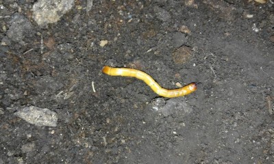 20161007_084127.jpg (131.09 KiB) Osservato 1096 volte 20161007_084127.jpg