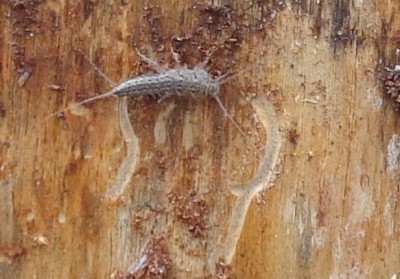 DSC00611.jpg (121.38 KiB) Osservato 1095 volte DSC00611.jpg