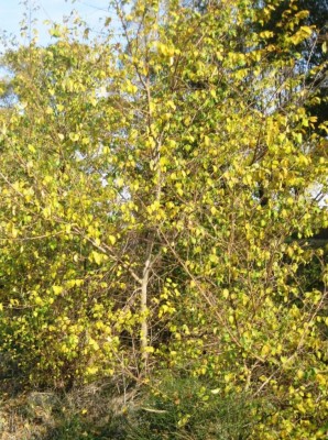 IMG_5782 - Copia.JPG (215.38 KiB) Osservato 1077 volte IMG_5782 - Copia.JPG