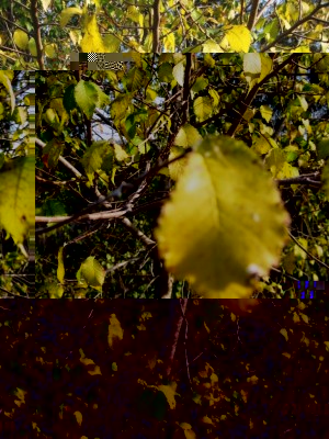 IMG_5781.JPG (169.2 KiB) Osservato 1077 volte IMG_5781.JPG