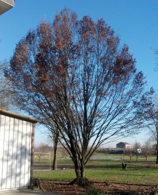 Senzanome.jpg (382.63 KiB) Osservato 4659 volte Senzanome.jpg