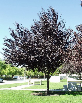 prunus-cerasifera-atropurpurea-tree.jpg (164.21 KiB) Osservato 1228 volte prunus-cerasifera-atropurpurea-tree.jpg