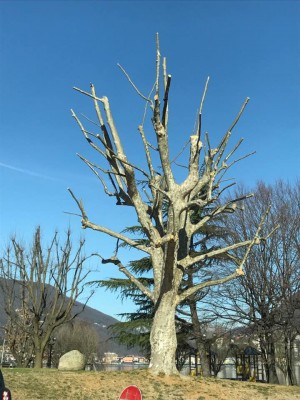 17309408_1530422046977419_7501068018216349120_n.jpg (311.74 KiB) Osservato 2362 volte 17309408_1530422046977419_7501068018216349120_n.jpg