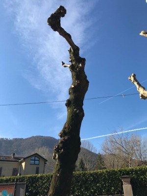 17190402_1530422040310753_3910428640979123216_n.jpg (184.88 KiB) Osservato 2362 volte 17190402_1530422040310753_3910428640979123216_n.jpg