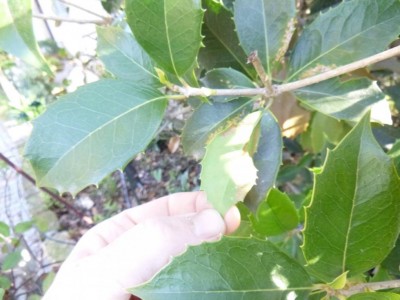 17492903_10208723359216965_7441497774793012420_o.jpg (81.49 KiB) Osservato 1982 volte 17492903_10208723359216965_7441497774793012420_o.jpg