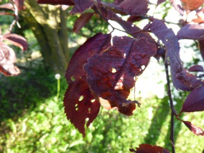 P1000045.JPG (151.5 KiB) Osservato 2609 volte P1000045.JPG