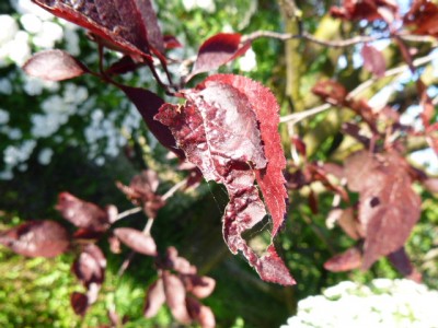 P1000046.JPG (158.5 KiB) Osservato 2609 volte P1000046.JPG