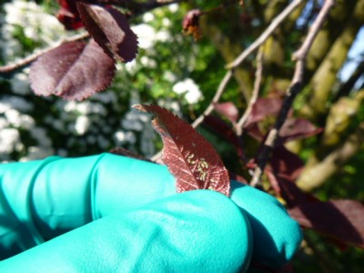 P1000047.JPG (160.5 KiB) Osservato 2609 volte P1000047.JPG