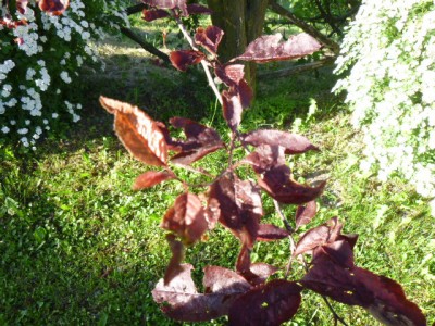 P1000048.JPG (170.5 KiB) Osservato 2609 volte P1000048.JPG