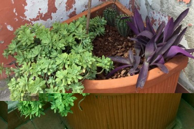 IMG_0484.JPG (120.07 KiB) Osservato 10946 volte IMG_0484.JPG