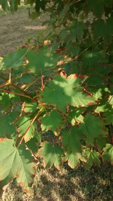 foglie acero.jpg (128.54 KiB) Osservato 2301 volte foglie acero.jpg