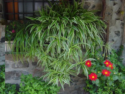 DSC05312.JPG (245.3 KiB) Osservato 10504 volte DSC05312.JPG