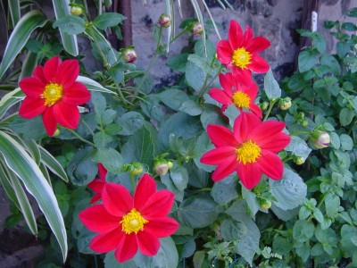 dalie.JPG (121.2 KiB) Osservato 10504 volte dalie.JPG