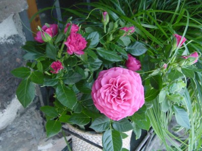 rosacamelia.JPG (115.52 KiB) Osservato 10504 volte rosacamelia.JPG