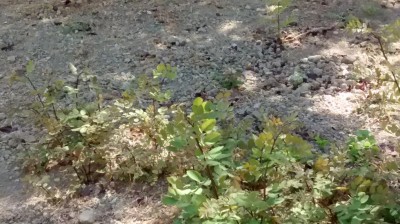 robinie selvatiche.jpg (123.06 KiB) Osservato 1707 volte robinie selvatiche.jpg