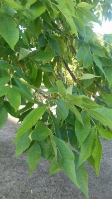 20170830_084454_resized.jpg (86.11 KiB) Osservato 1266 volte 20170830_084454_resized.jpg