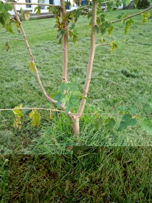 IMG_20170916_175754.jpg (216.69 KiB) Osservato 1701 volte IMG_20170916_175754.jpg