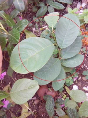 rsz_22.jpg (74.42 KiB) Osservato 1527 volte rsz_22.jpg