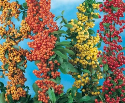 Varietà di Pyracantha.JPG (71.86 KiB) Osservato 2027 volte Varietà di Pyracantha.JPG