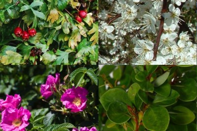 siepe mista.jpg (54.91 KiB) Osservato 1971 volte siepe mista.jpg