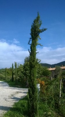 Cima e alcuni rami che si piegano / WP_20170926_004.jpg WP_20170926_004.jpg