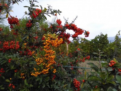 piracanta-rossese .jpg (152.96 KiB) Osservato 1856 volte piracanta-rossese .jpg