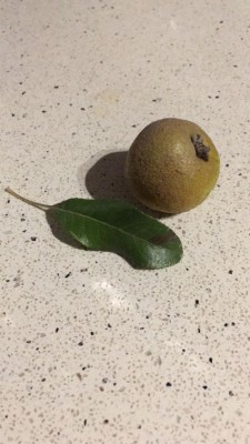 WhatsApp Image 2017-10-31 at 17.25.43.jpeg (74.33 KiB) Osservato 3829 volte WhatsApp Image 2017-10-31 at 17.25.43.jpeg