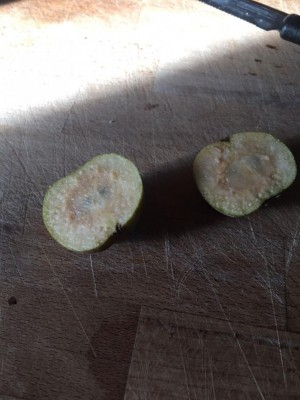 pera2.jpg (87.85 KiB) Osservato 3758 volte pera2.jpg