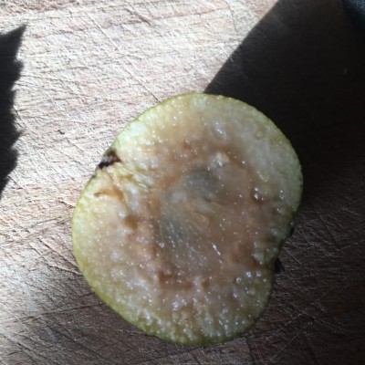 pera.jpg (131.05 KiB) Osservato 3758 volte pera.jpg