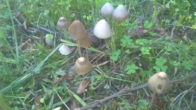 WP_20171028_14_39_12_Pro.jpg (118.83 KiB) Osservato 1728 volte WP_20171028_14_39_12_Pro.jpg