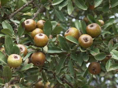 Pyrus-spinosa-2.jpg (110.23 KiB) Osservato 3022 volte Pyrus-spinosa-2.jpg