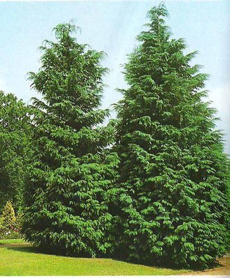 Cipresso di Lawson - Chamaedyparis lawsoniana .JPG (136.08 KiB) Osservato 805 volte Cipresso di Lawson - Chamaedyparis lawsoniana .JPG