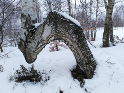 Betulla contorta bis.jpg (180.09 KiB) Osservato 1917 volte Betulla contorta bis.jpg