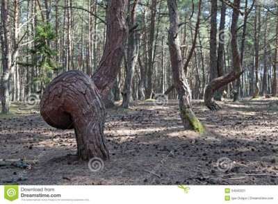 natural-anomaly-russia-kaliningrad-region-curonian-spit-bent-trees-dancing-forest-34940331.jpg