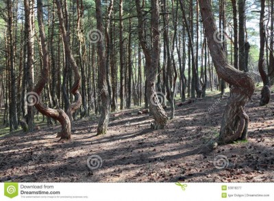 natural-anomaly-russia-kaliningrad-region-curonian-spit-bent-trees-dancing-forest-53018277.jpg