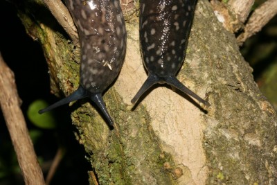 pas de deux 2.JPG (115.92 KiB) Osservato 1878 volte pas de deux 2.JPG