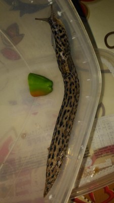 P_20170929_213158.jpg (52.36 KiB) Osservato 1855 volte P_20170929_213158.jpg