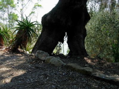 Hanbury, 2007.JPG (202.69 KiB) Osservato 1851 volte Hanbury, 2007.JPG