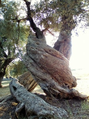 Olivo secolare levogiro.jpg (188.6 KiB) Osservato 1691 volte Olivo secolare levogiro.jpg