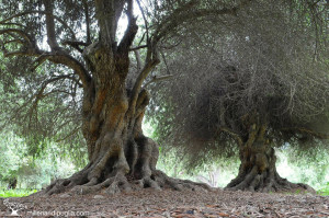 olivo secolare peruviano.jpg olivo secolare peruviano.jpg