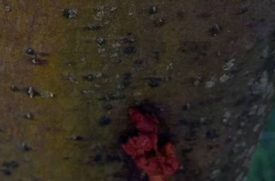 melo_rosura di cossus cossus.jpg (31.74 KiB) Osservato 1306 volte melo_rosura di cossus cossus.jpg