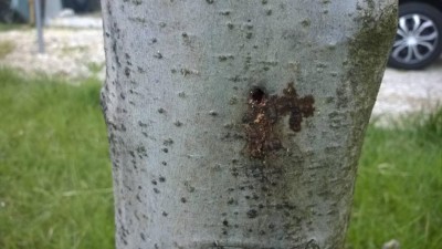 melo - foro di cossus cossusjpg.jpg (72.53 KiB) Osservato 1306 volte melo - foro di cossus cossusjpg.jpg