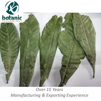 Dried-Natural-Loquat-Leaf.jpg_350x350.jpg Dried-Natural-Loquat-Leaf.jpg_350x350.jpg
