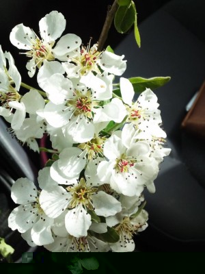 IMG_20180415_163745.jpg (91.41 KiB) Osservato 1350 volte IMG_20180415_163745.jpg