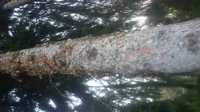 20180417_080441.jpg (107.89 KiB) Osservato 1393 volte 20180417_080441.jpg