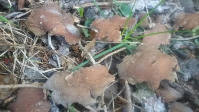 20180417_080410.jpg (99.07 KiB) Osservato 1490 volte 20180417_080410.jpg