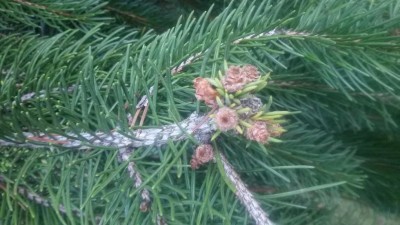 20180417_080505.jpg (84.97 KiB) Osservato 1393 volte 20180417_080505.jpg